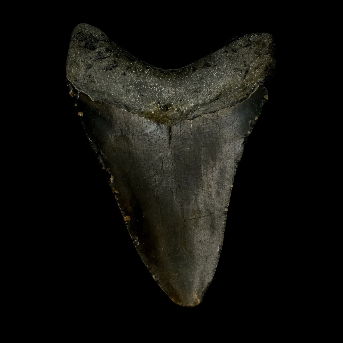 3.83" Megalodon Tooth Fossil - Image 2