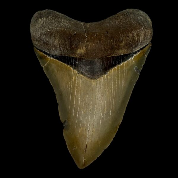 4.44" Serrated Megalodon Tooth Fossil