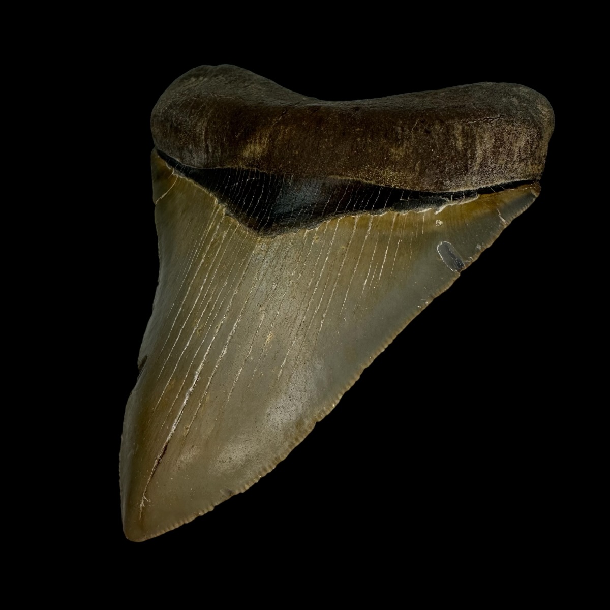 4.44" Serrated Megalodon Tooth Fossil - Image 3