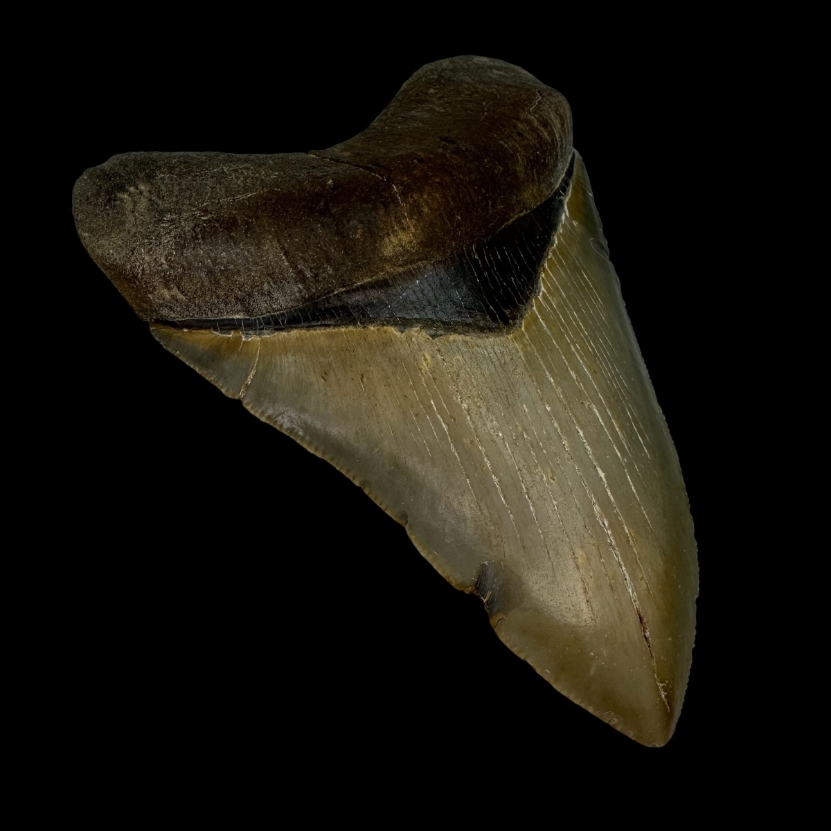 4.44" Serrated Megalodon Tooth Fossil - Image 4