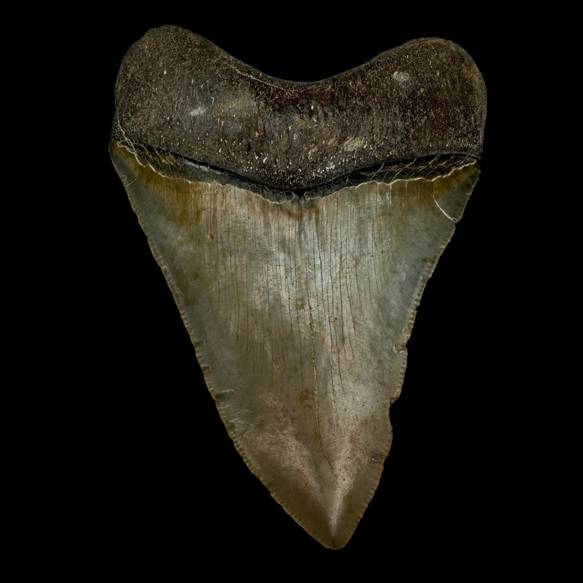 4.44" Serrated Megalodon Tooth Fossil - Image 2