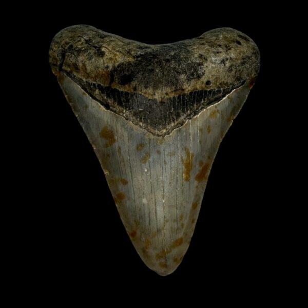 3.74" Megalodon Tooth Fossil