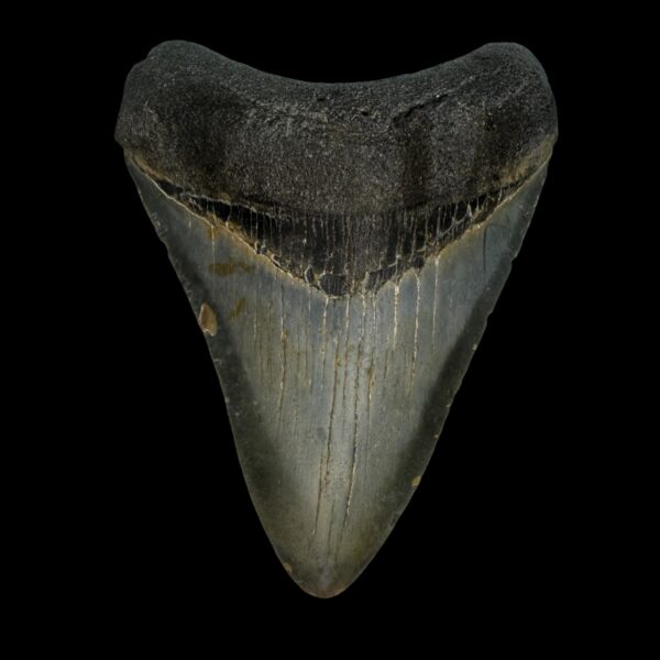 3.56" Megalodon Tooth Fossil
