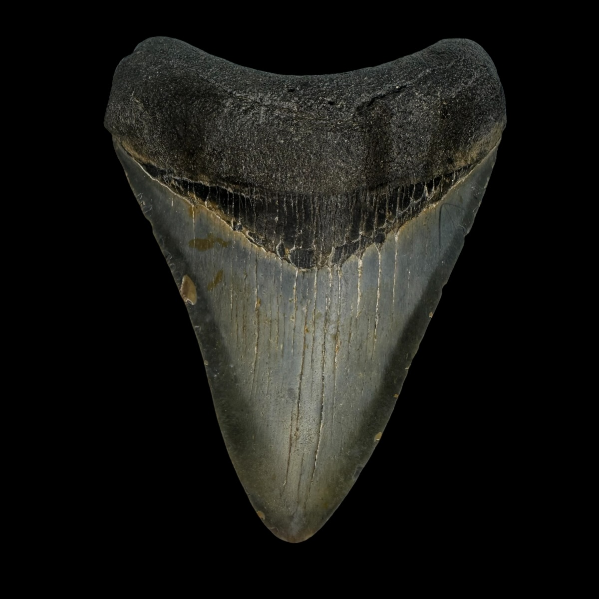 3.56" Megalodon Tooth Fossil