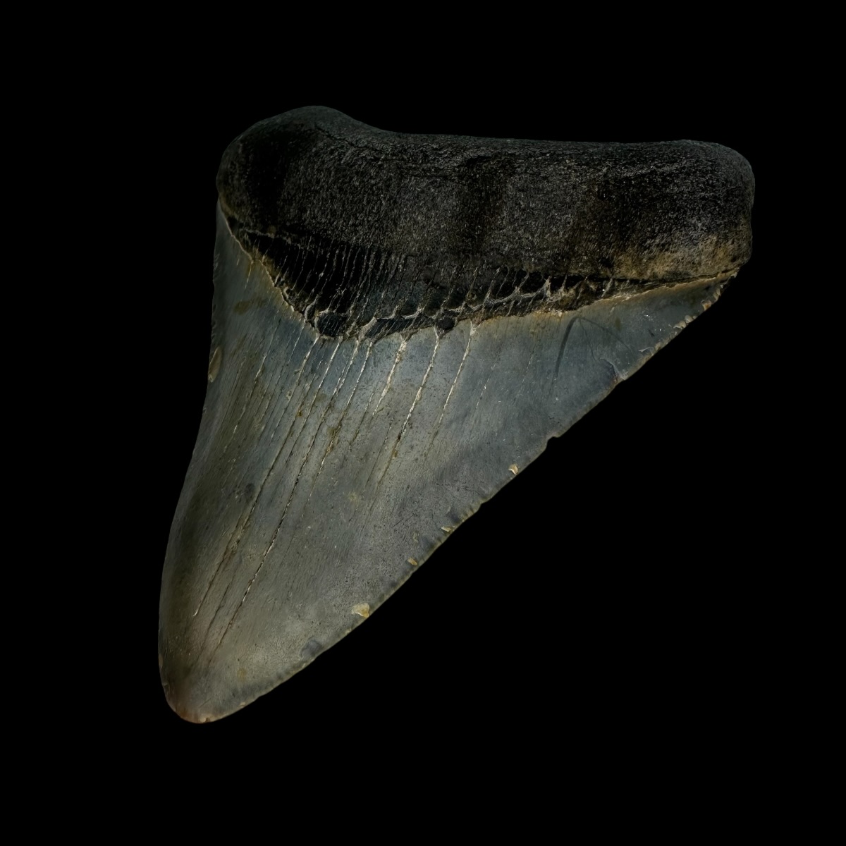 3.56" Megalodon Tooth Fossil - Image 3