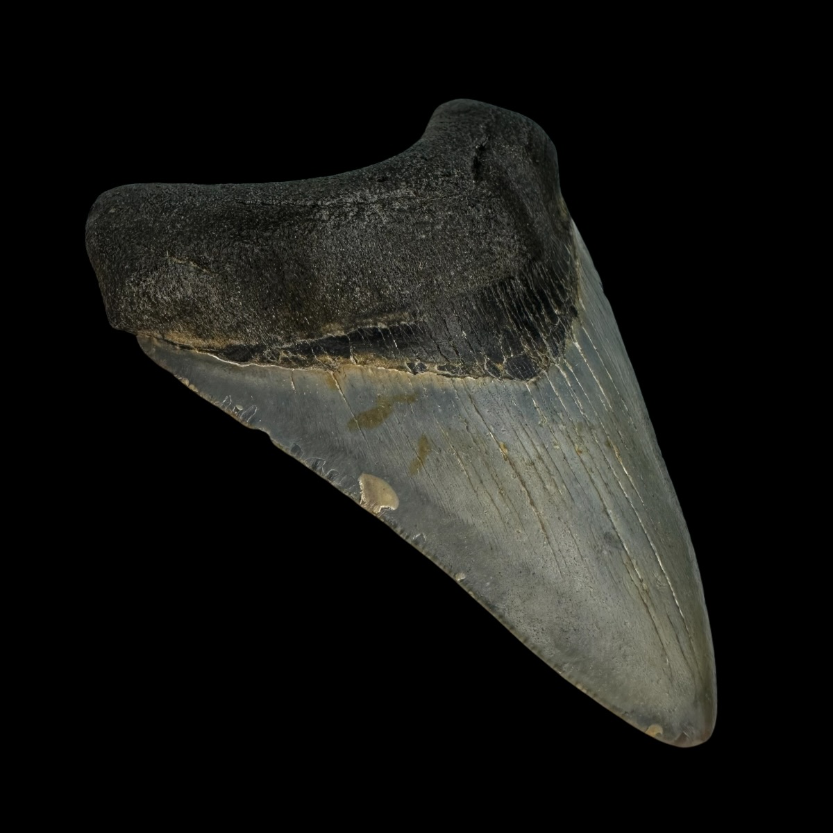 3.56" Megalodon Tooth Fossil - Image 4