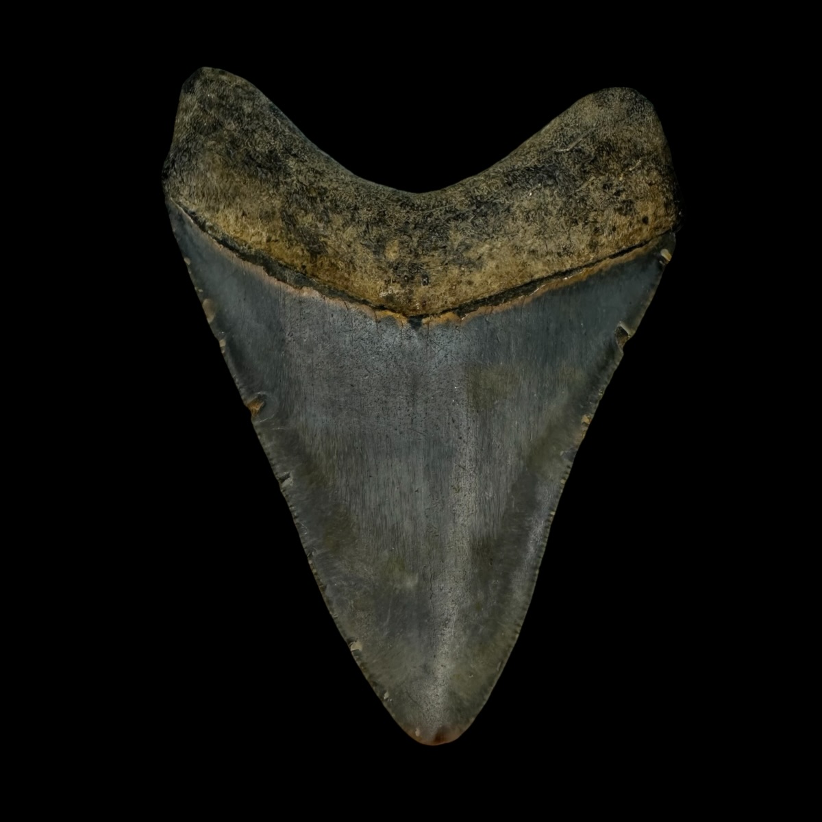 3.56" Megalodon Tooth Fossil - Image 2