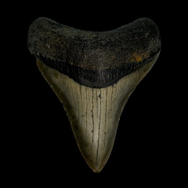 3.67" Megalodon Tooth Fossil