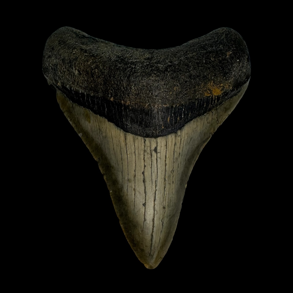 3.67" Megalodon Tooth Fossil