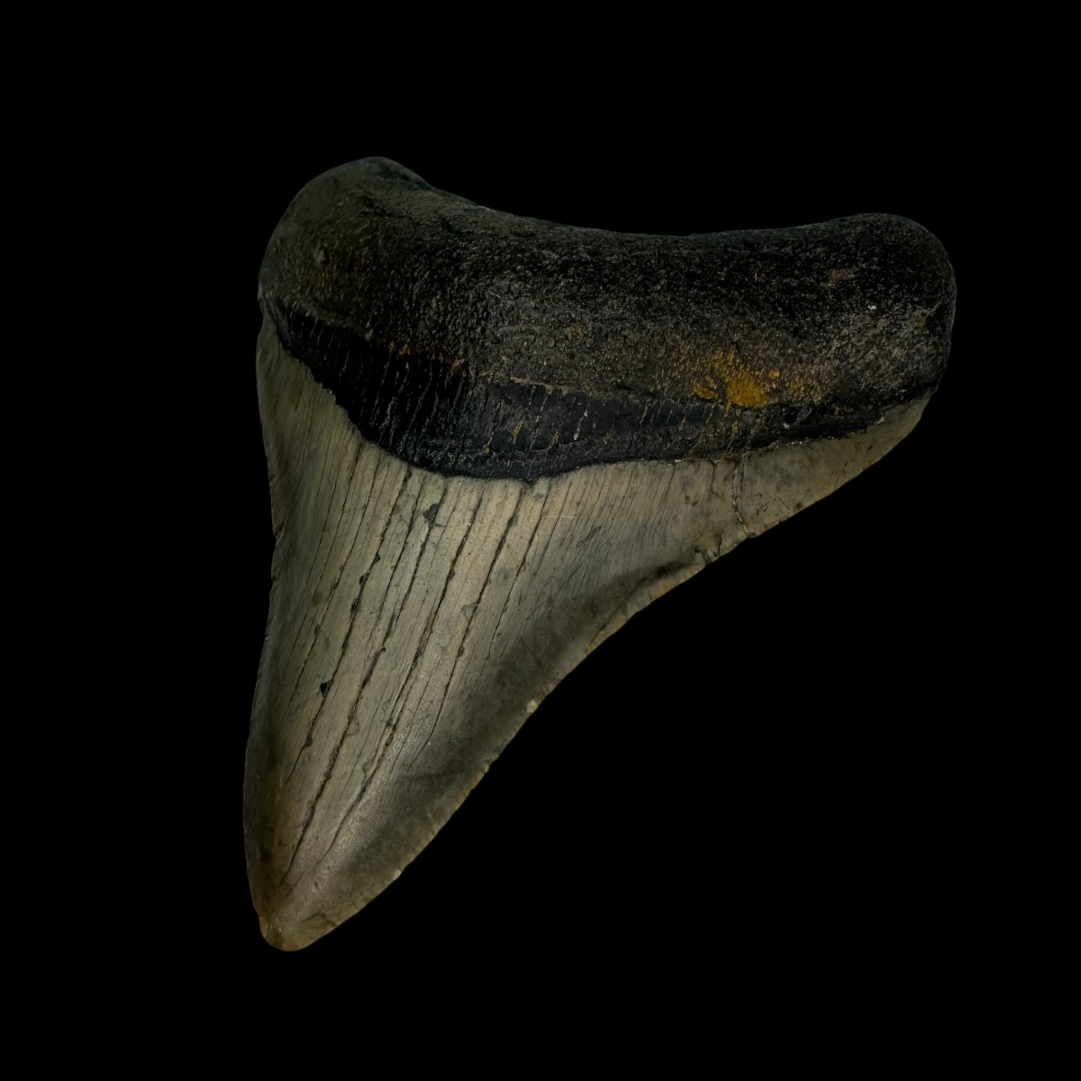 3.67" Megalodon Tooth Fossil - Image 3