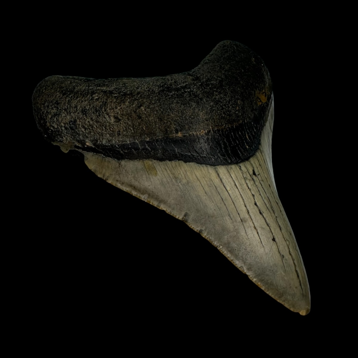 3.67" Megalodon Tooth Fossil - Image 4