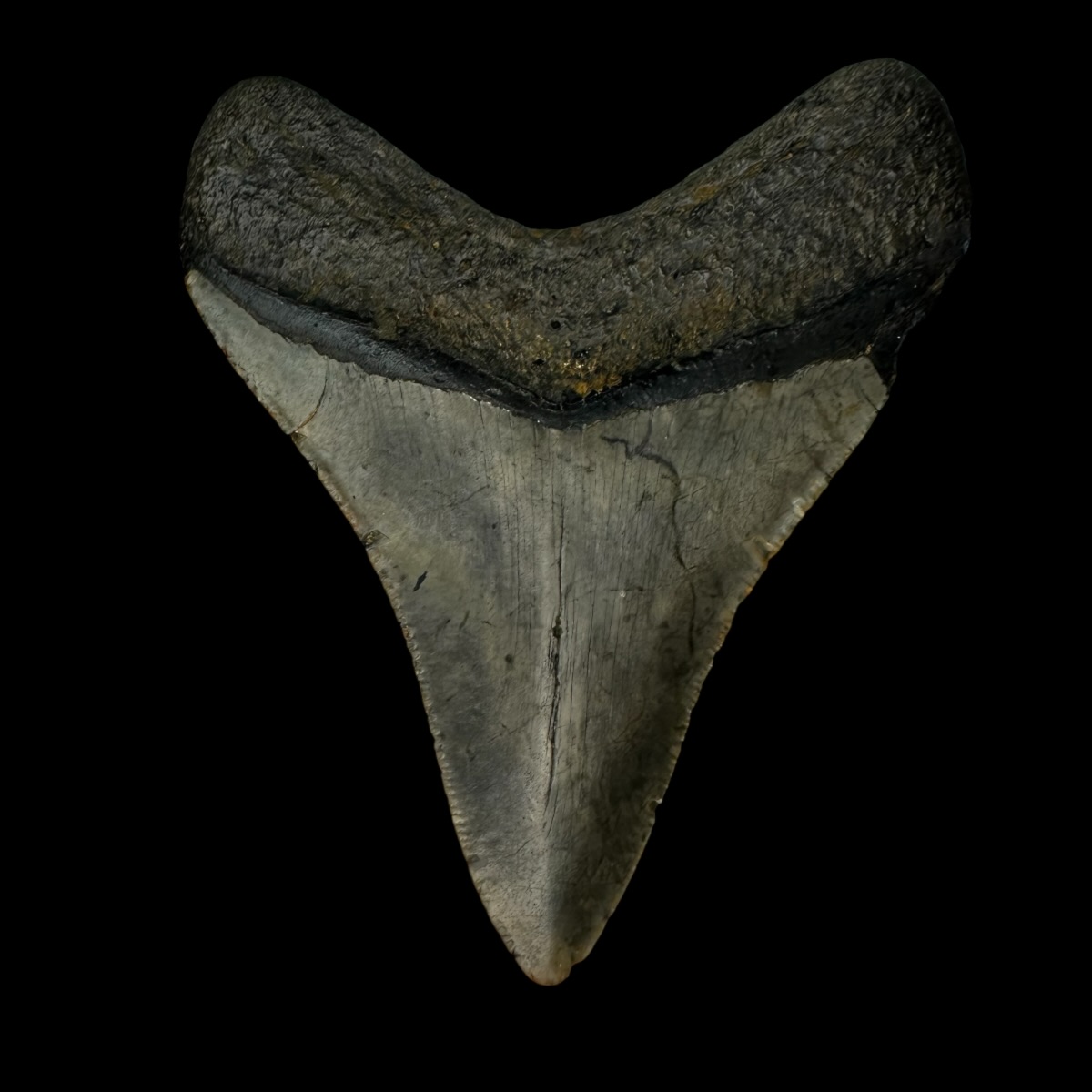 3.67" Megalodon Tooth Fossil - Image 2