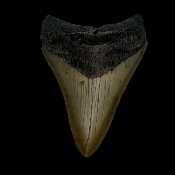 3.72" Megalodon Tooth Fossil