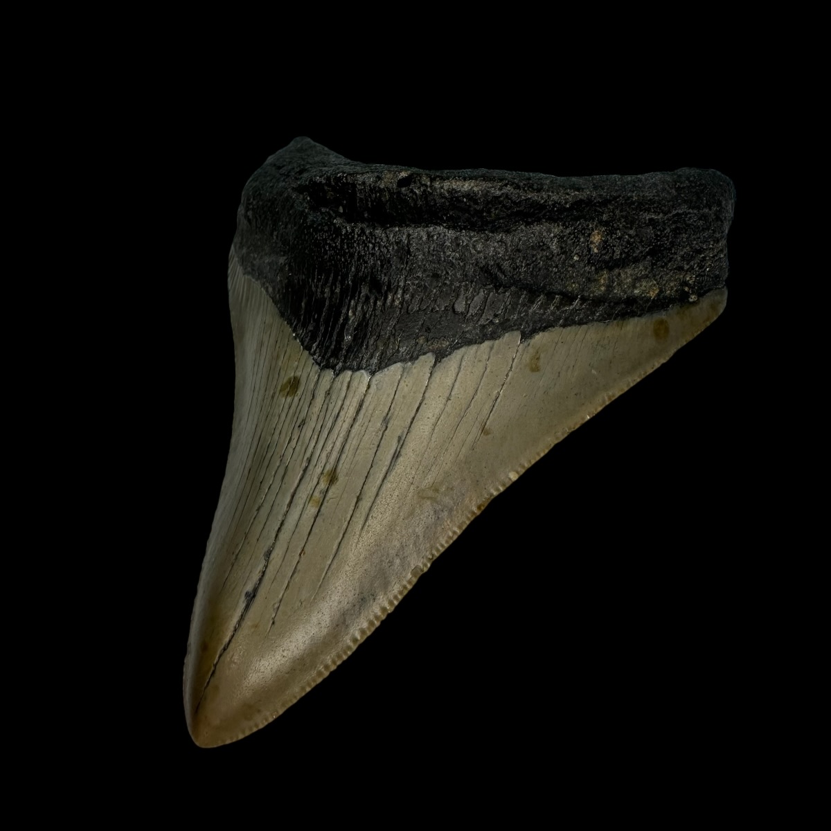 3.72" Megalodon Tooth Fossil - Image 3