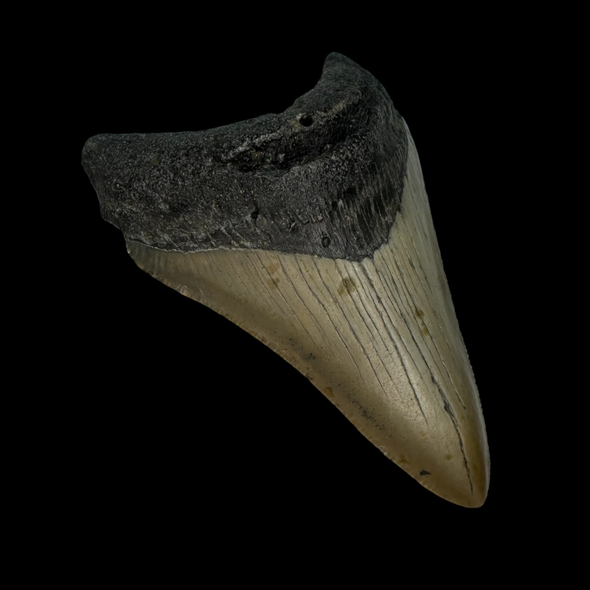 3.72" Megalodon Tooth Fossil - Image 4
