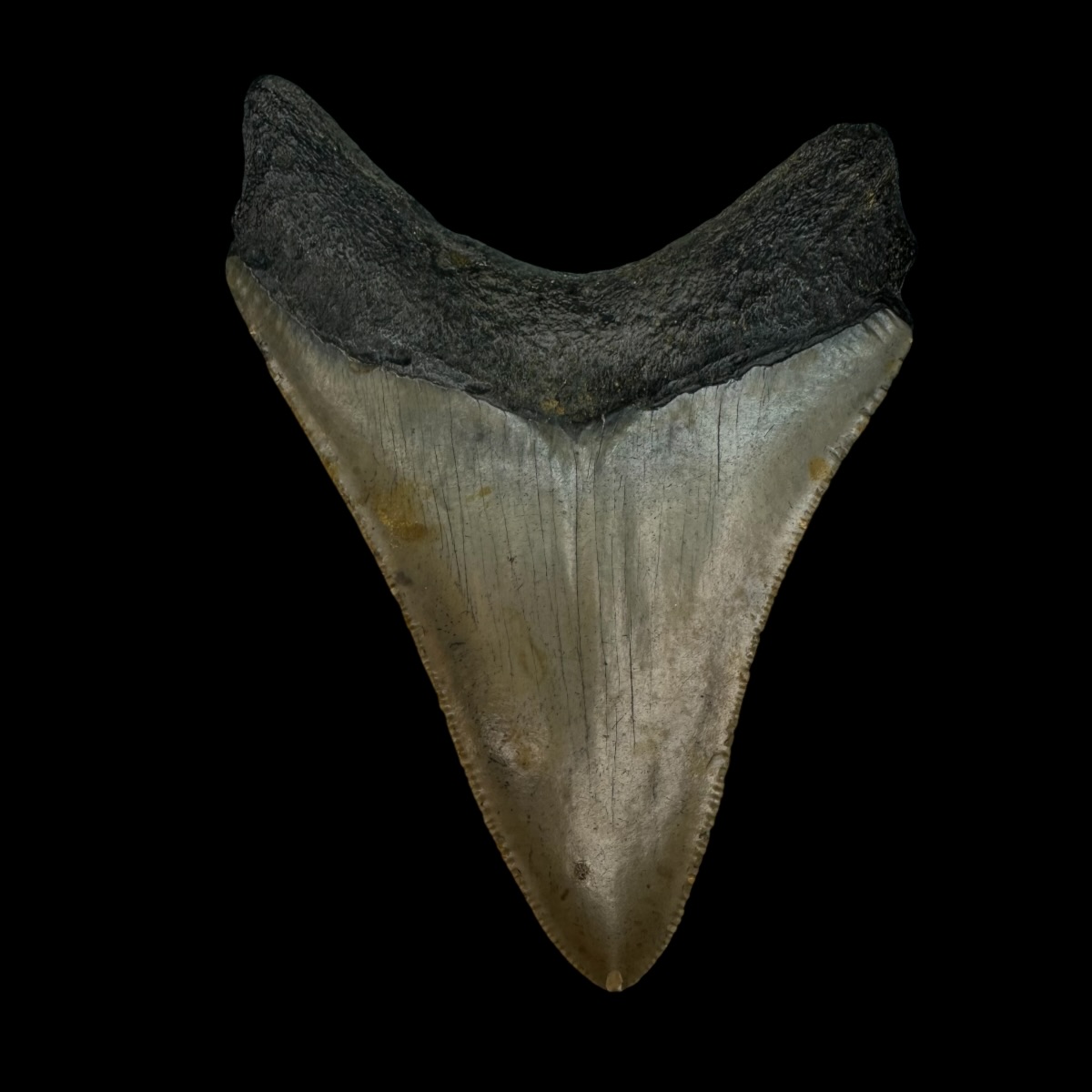 3.72" Megalodon Tooth Fossil - Image 2