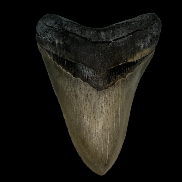 4.28" Serrated Megalodon Tooth Fossil