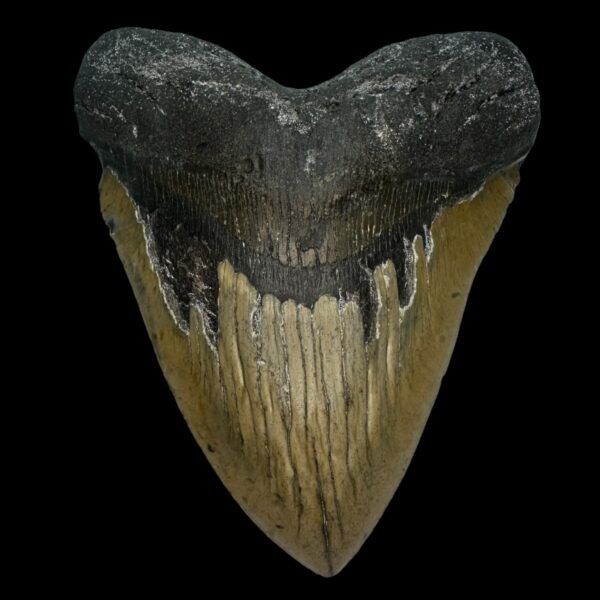 6.24" Megalodon Tooth Fossil