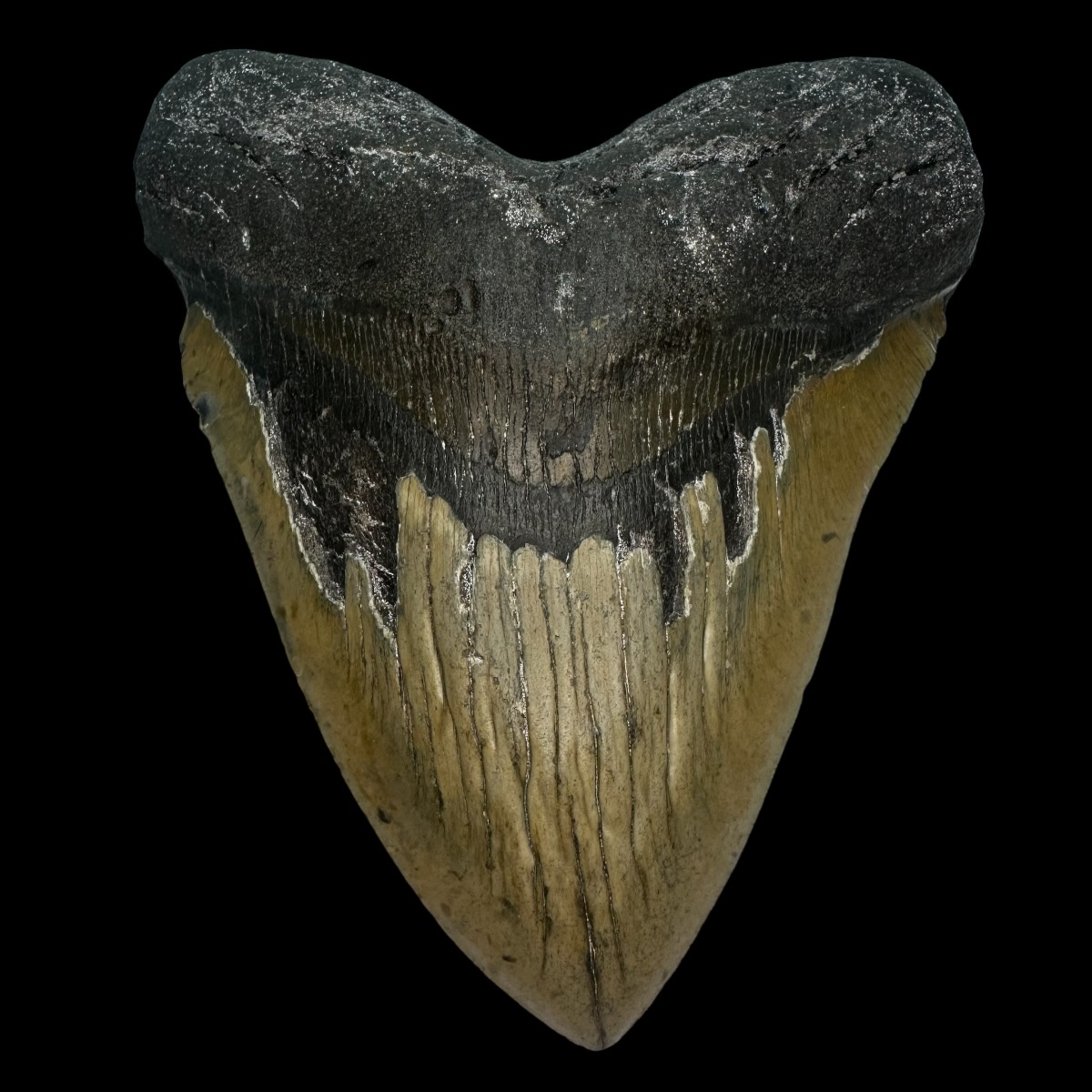 6.24" Megalodon Tooth Fossil