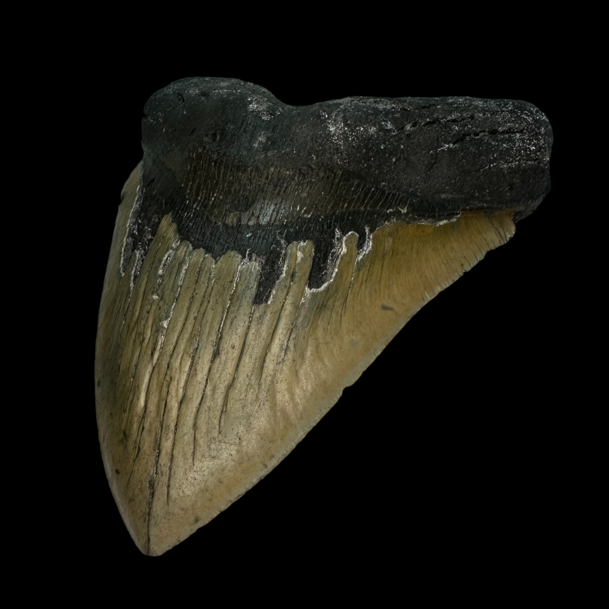 6.24" Megalodon Tooth Fossil - Image 3