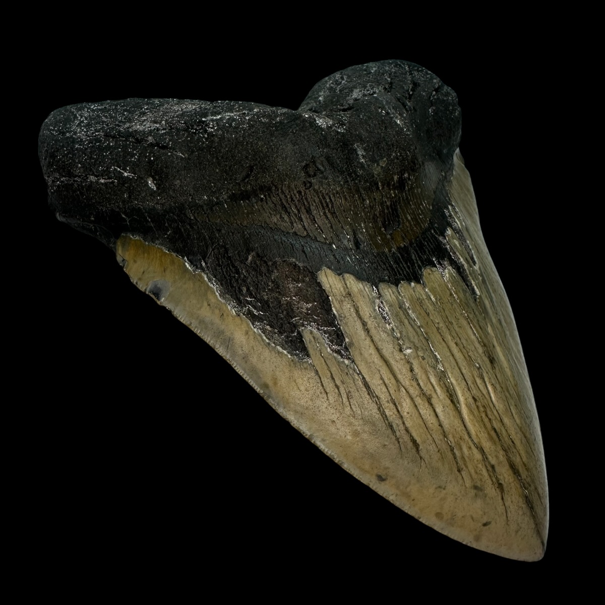 6.24" Megalodon Tooth Fossil - Image 4
