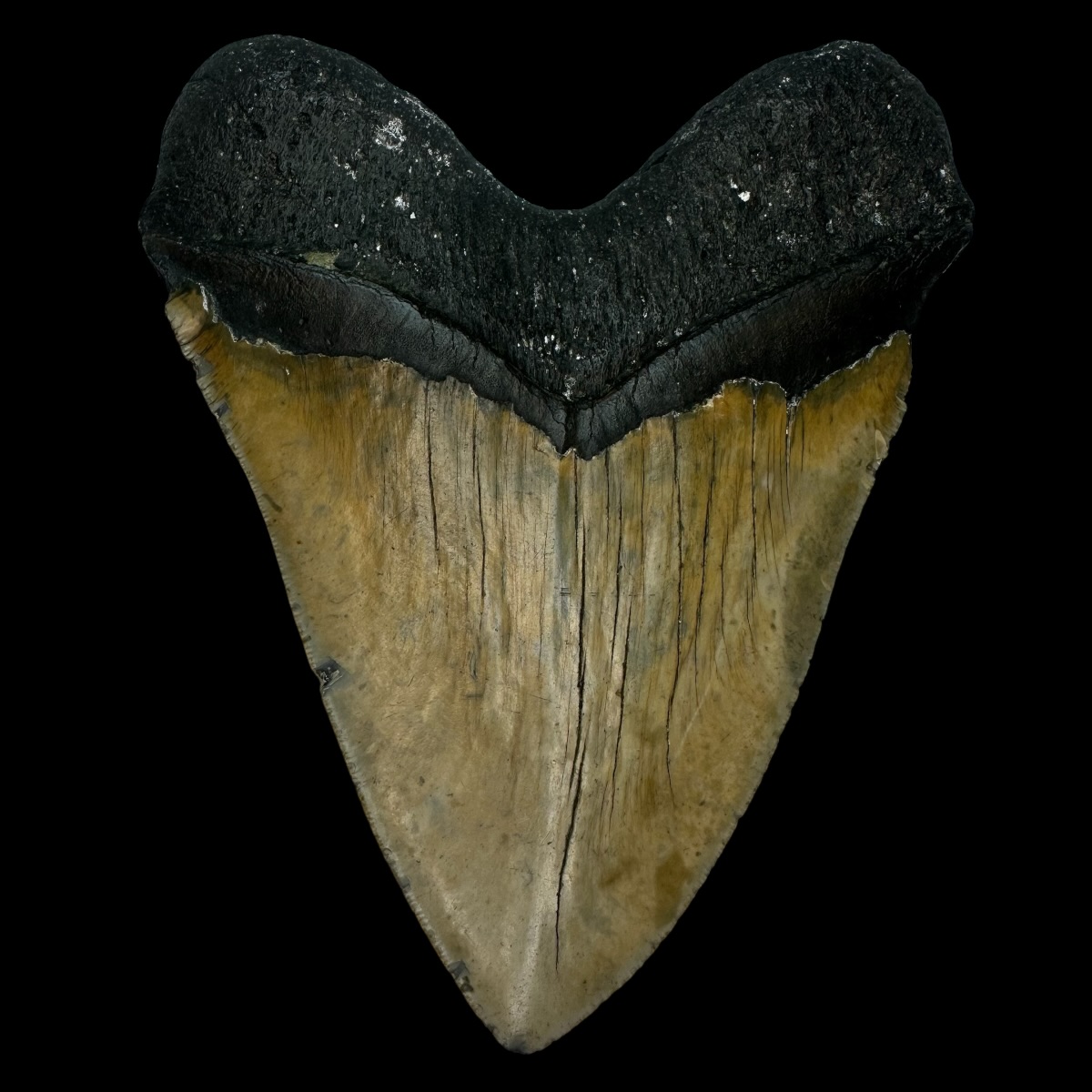 6.24" Megalodon Tooth Fossil - Image 2