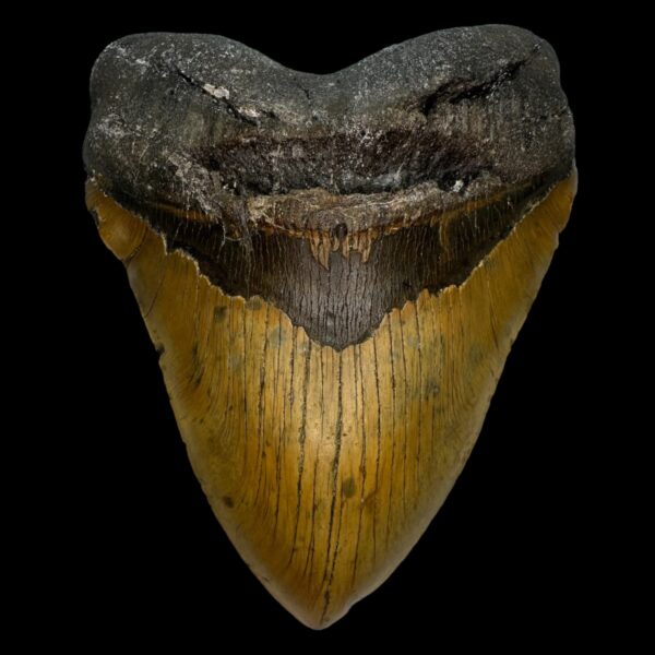 6.11" Megalodon Tooth Fossil