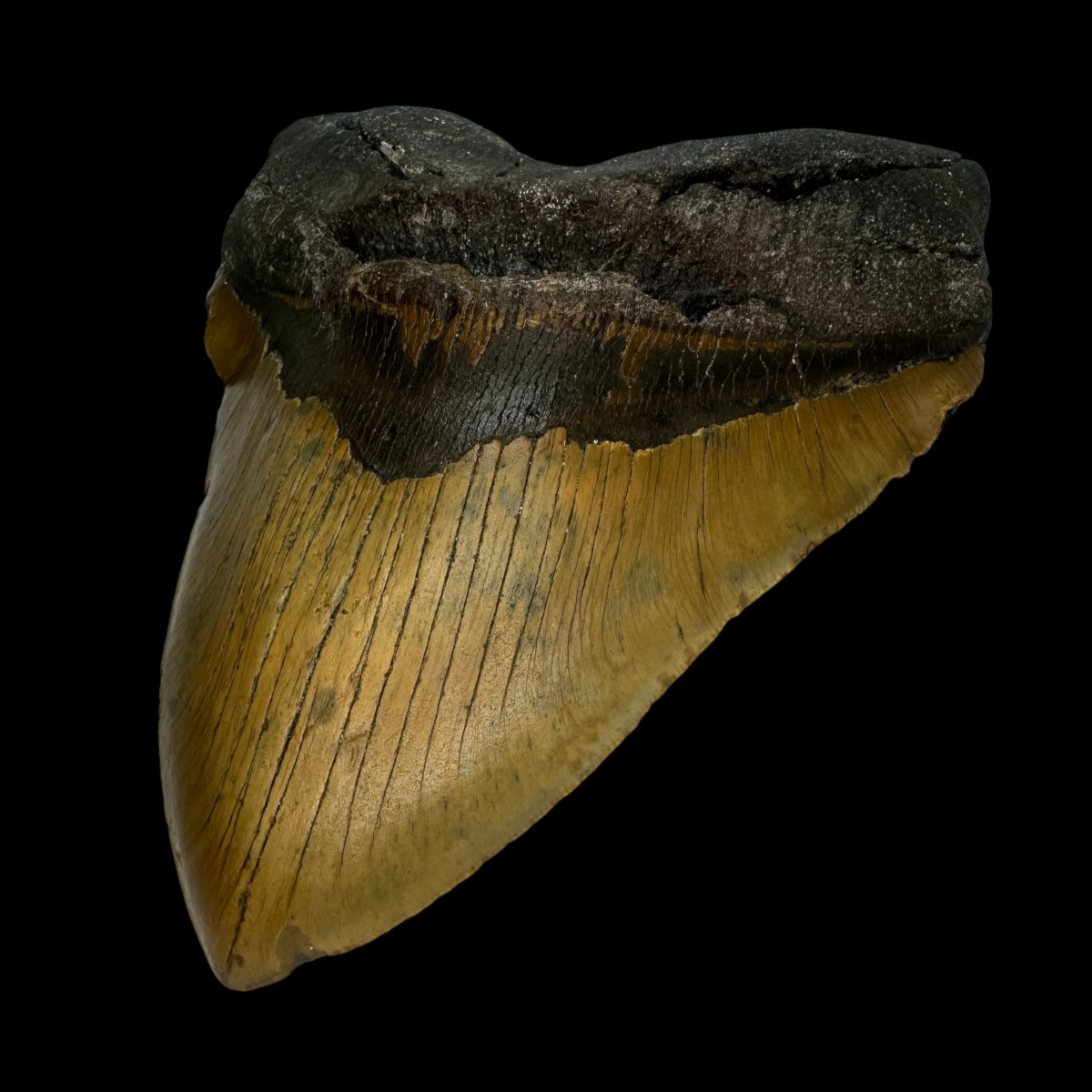 6.11" Megalodon Tooth Fossil - Image 3