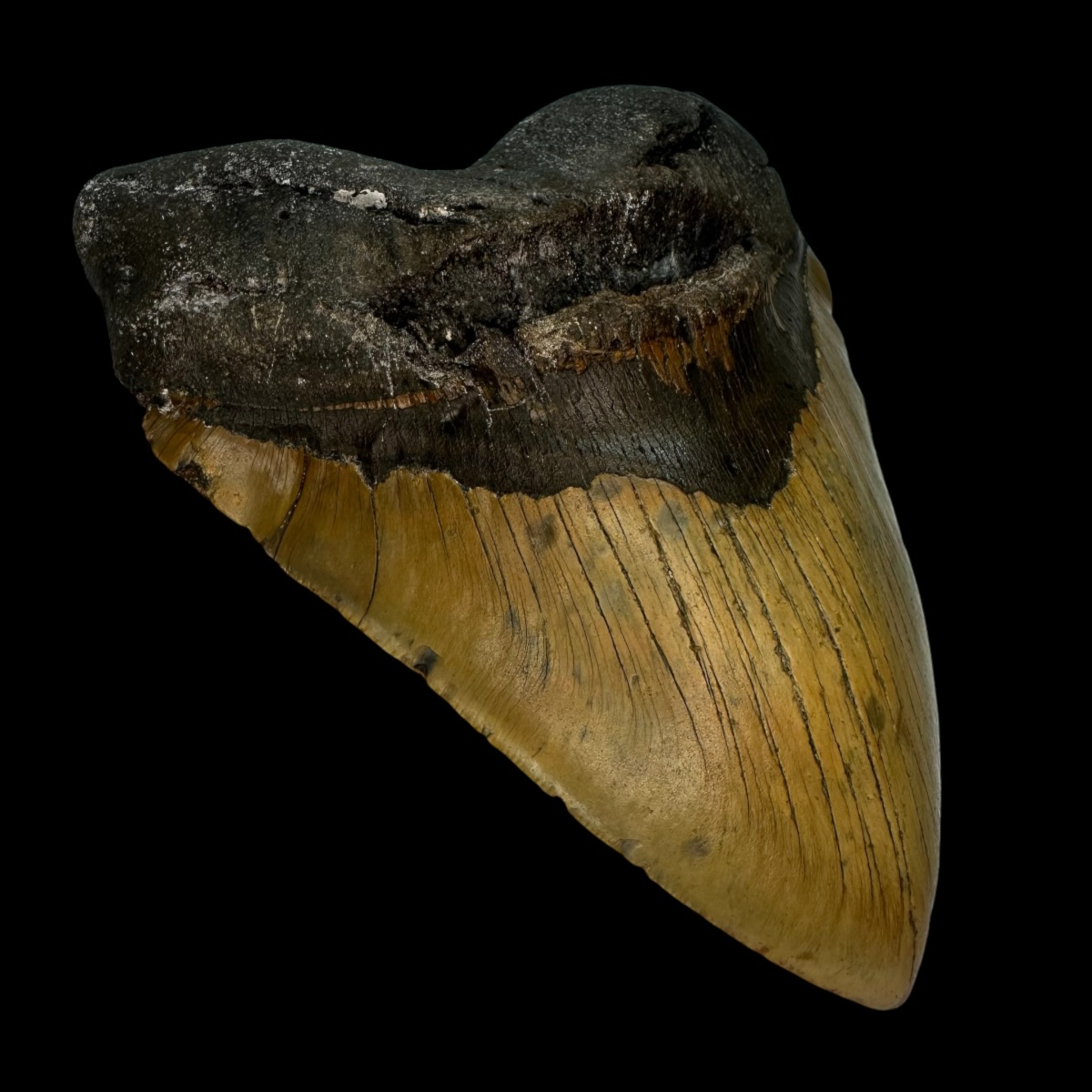 6.11" Megalodon Tooth Fossil - Image 4