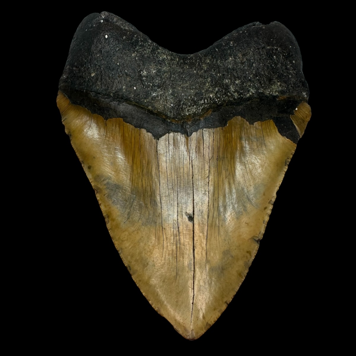 6.11" Megalodon Tooth Fossil - Image 2