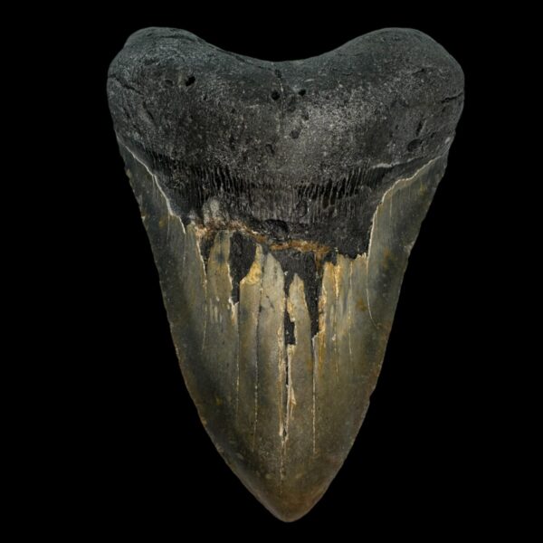 5.98" Megalodon Tooth Fossil