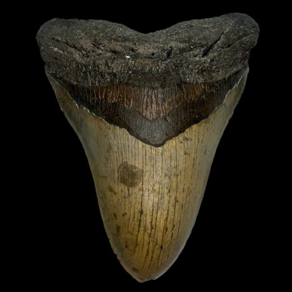 6.20" Megalodon Tooth Fossil