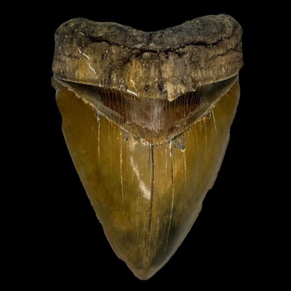 5.89" Serrated Megalodon Tooth Fossil