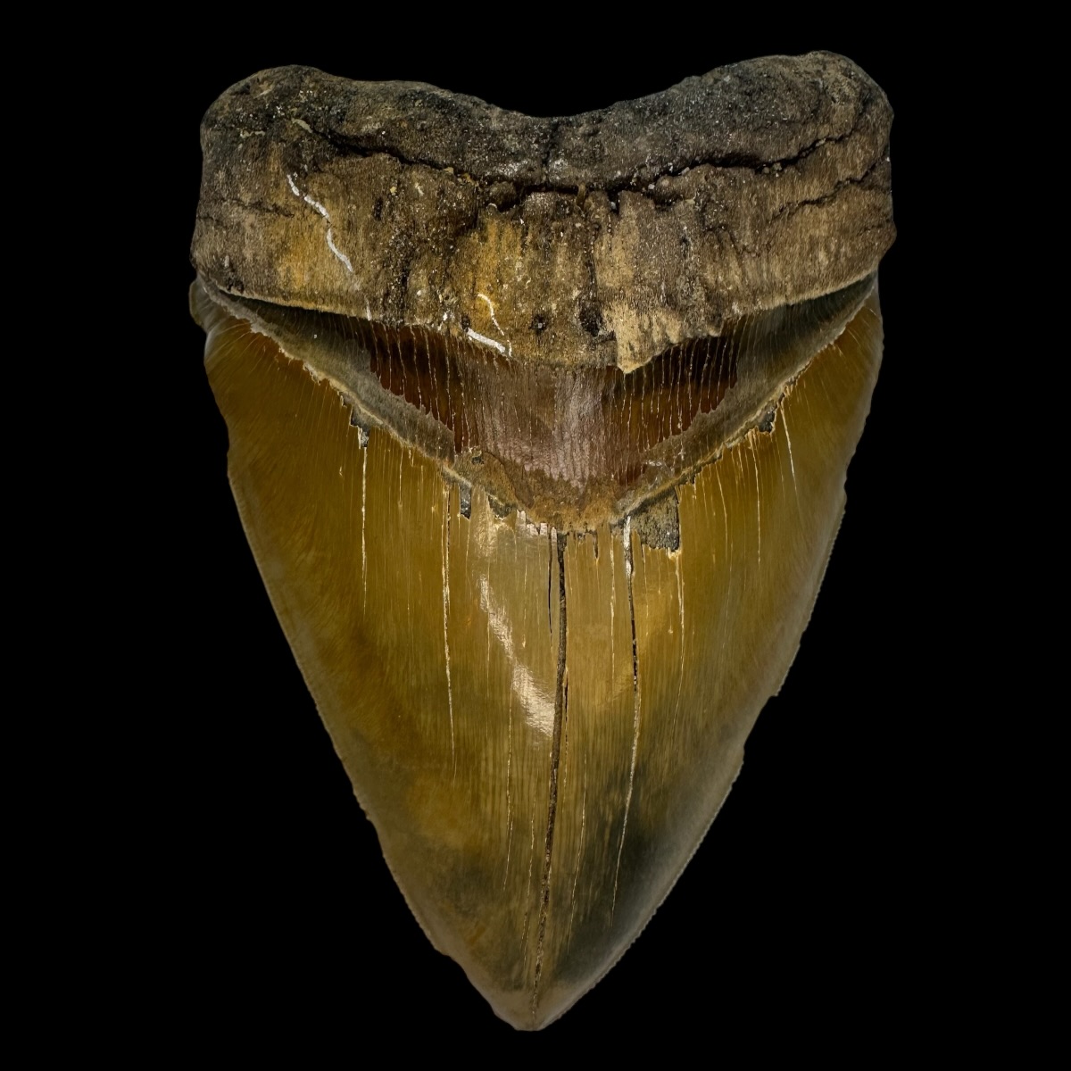 5.89" Serrated Megalodon Tooth Fossil