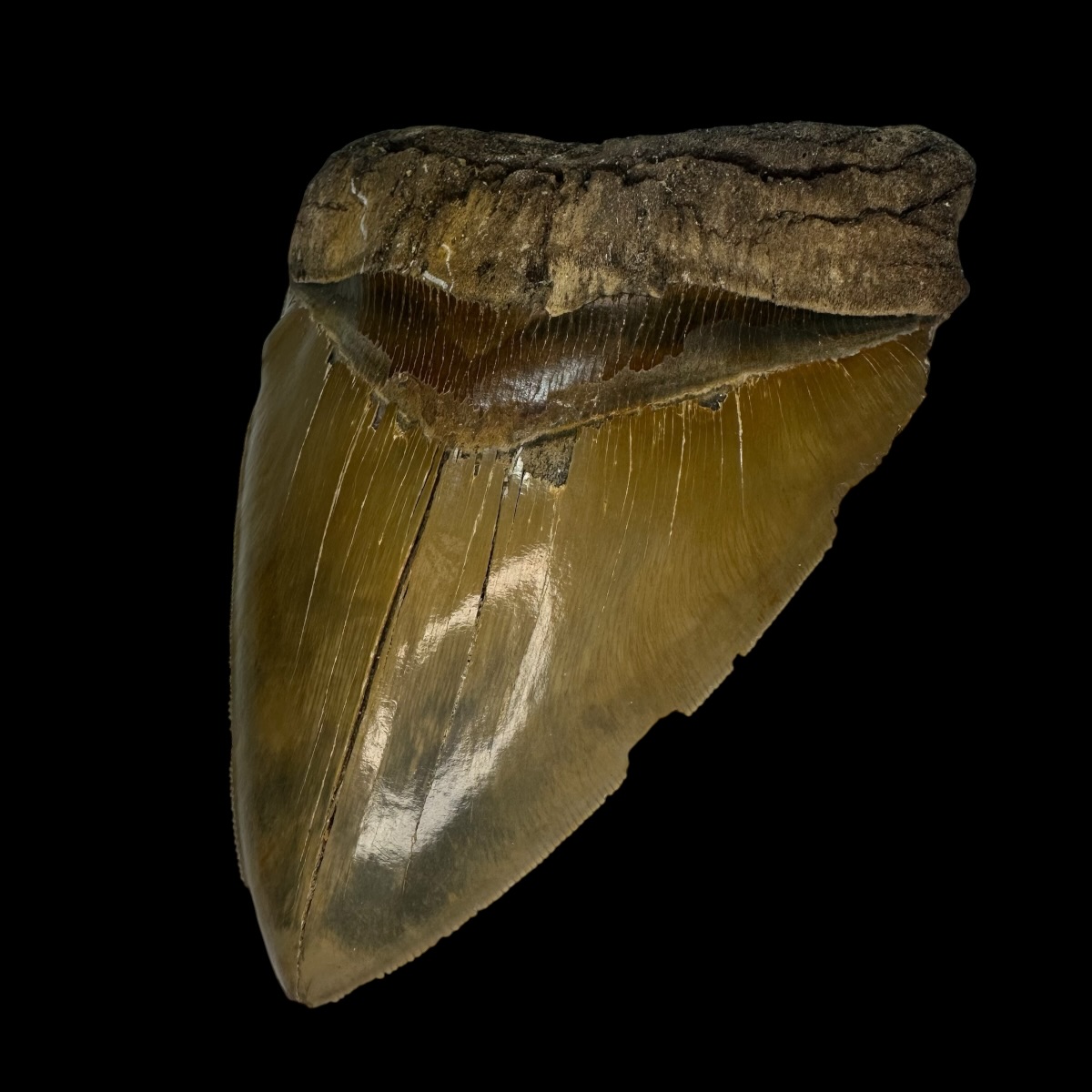 5.89" Serrated Megalodon Tooth Fossil - Image 3