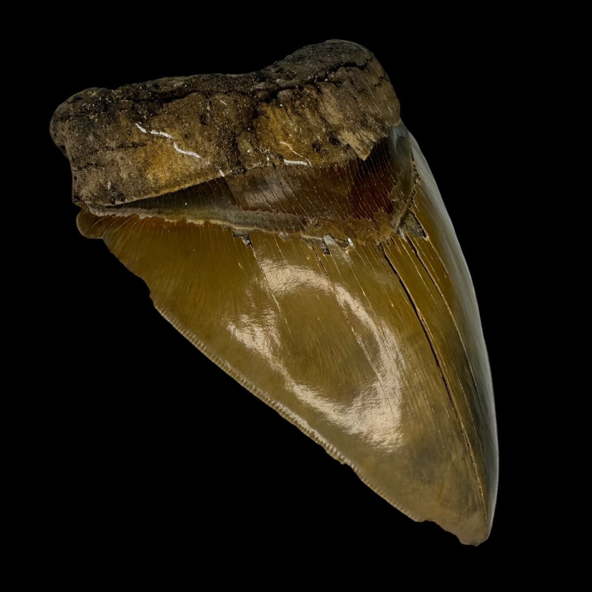 5.89" Serrated Megalodon Tooth Fossil - Image 4