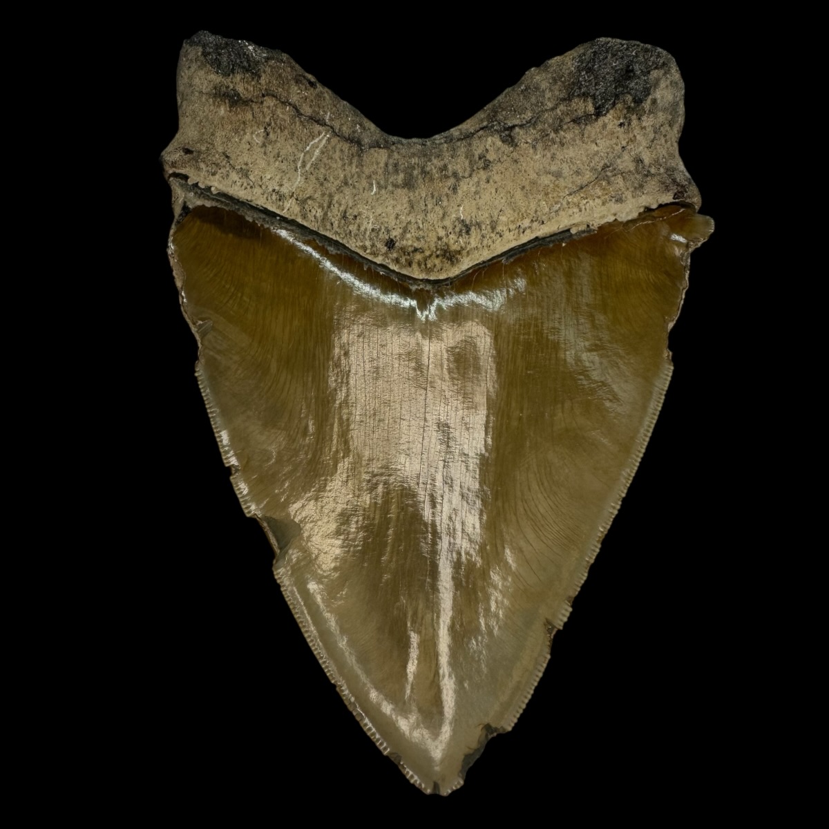 5.89" Serrated Megalodon Tooth Fossil - Image 2