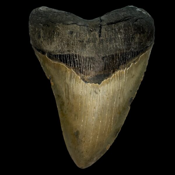 5.97" Serrated Megalodon Tooth Fossil