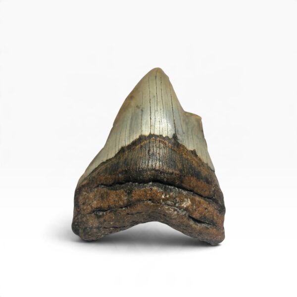 Pathological Megalodon Teeth