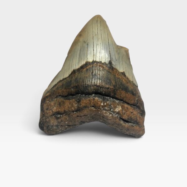 Pathological Megalodon Teeth