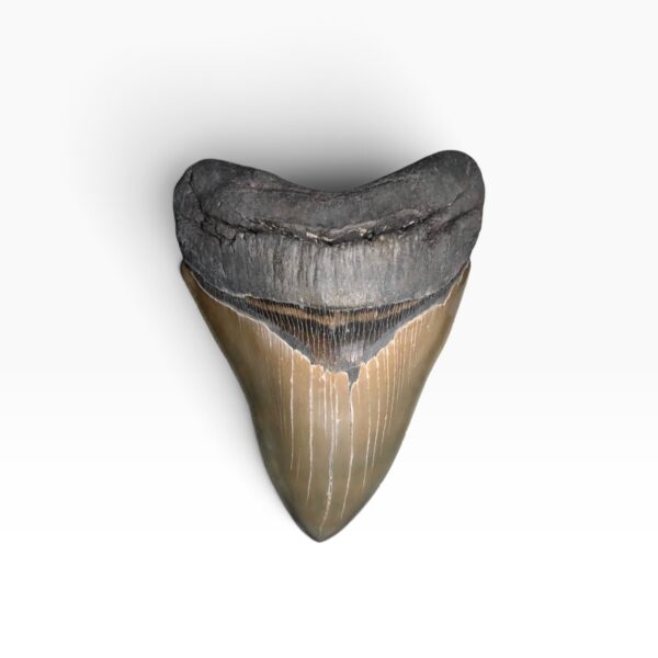Massive 6" Megalodon Teeth