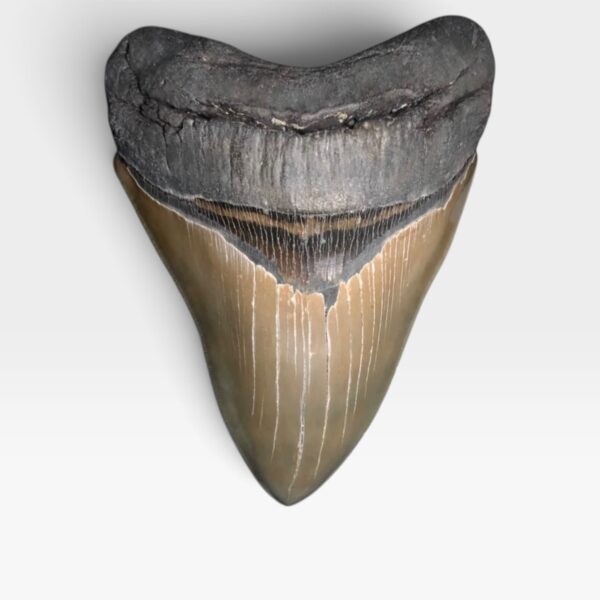 Massive 6" Megalodon Teeth