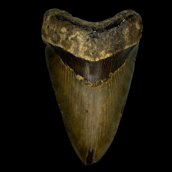 5.14" Megalodon Tooth Fossil