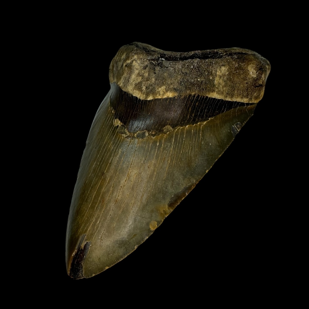5.14" Megalodon Tooth Fossil - Image 3
