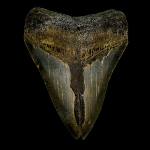 4.79" Megalodon Tooth Fossil