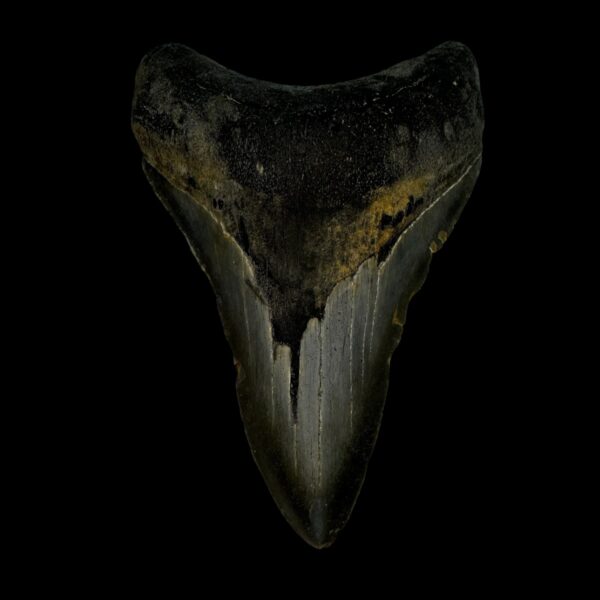 4.00" Megalodon Tooth Fossil