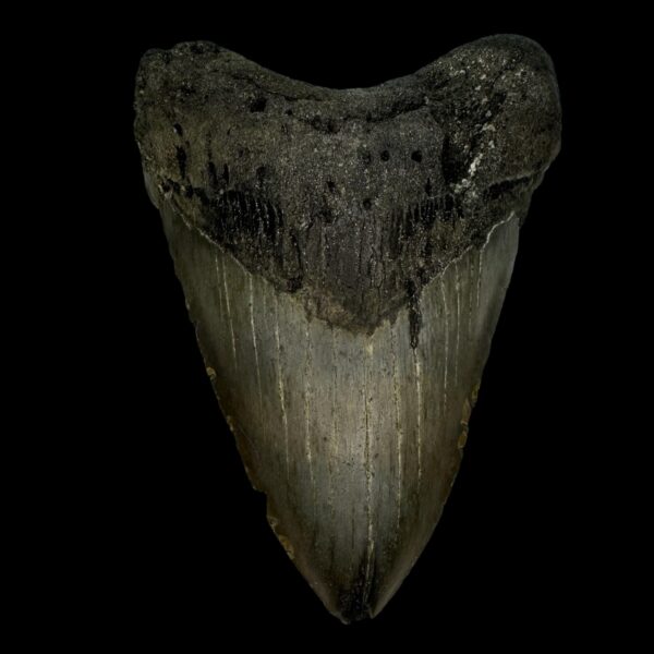 4.87" Megalodon Tooth Fossil