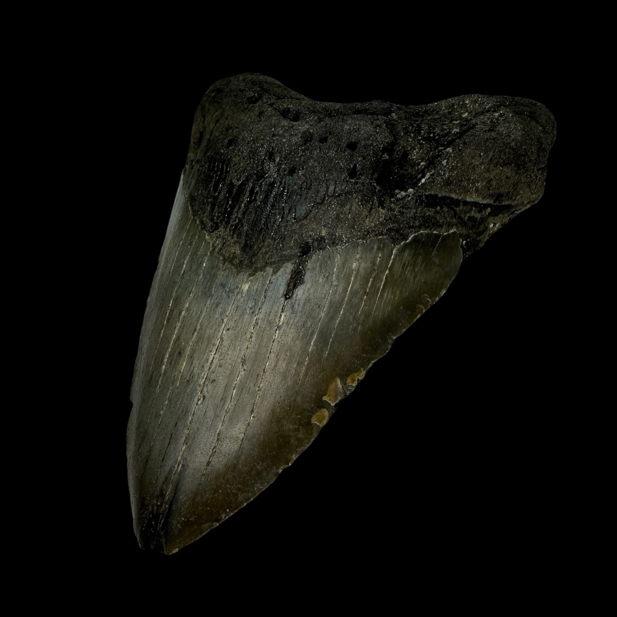 4.87" Megalodon Tooth Fossil - Image 3
