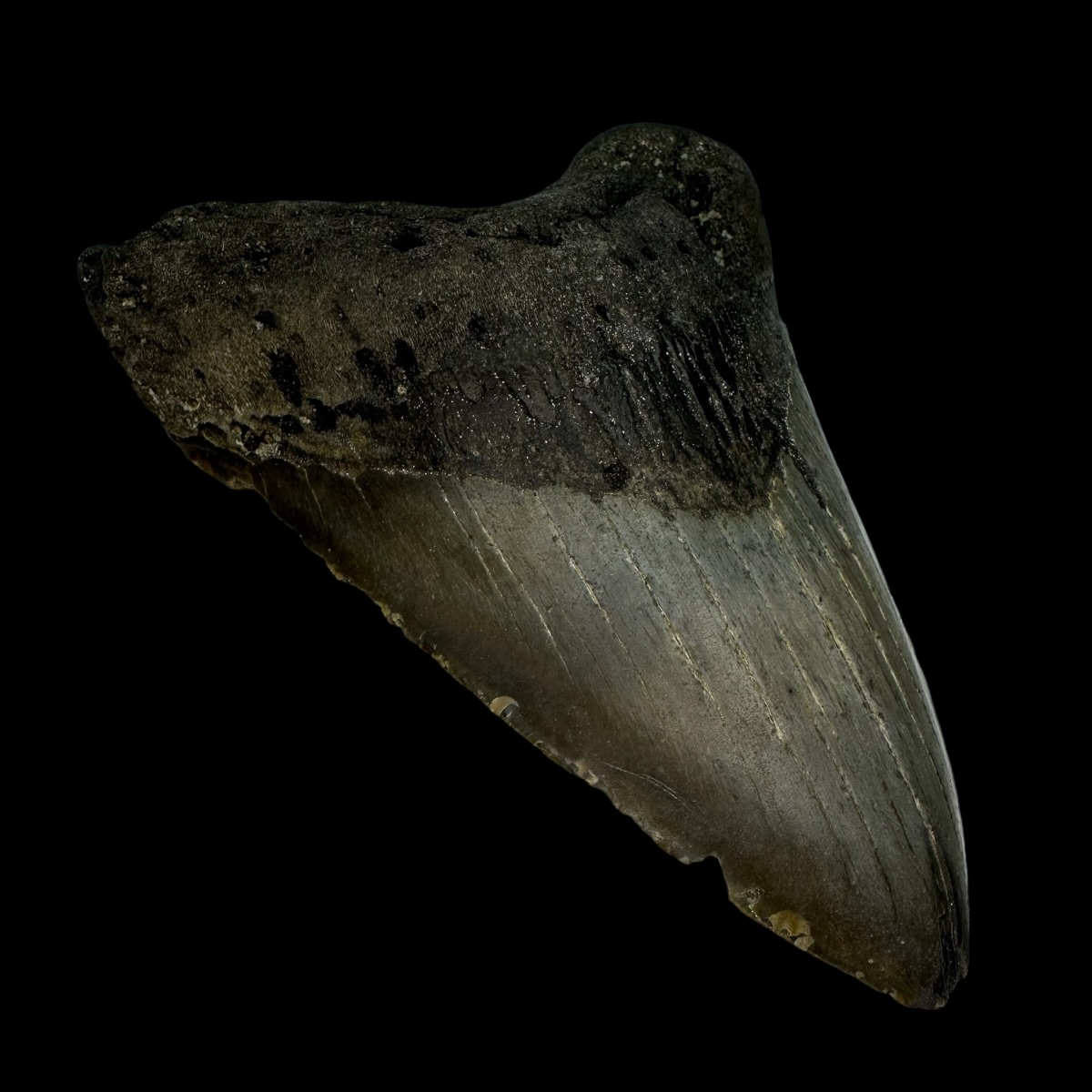 4.87" Megalodon Tooth Fossil - Image 4