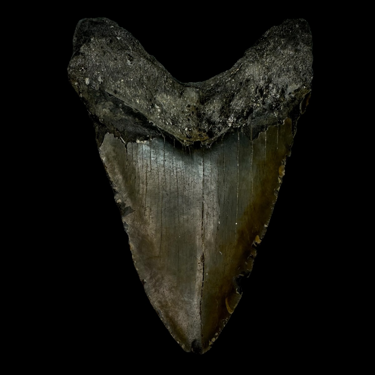 4.87" Megalodon Tooth Fossil - Image 2